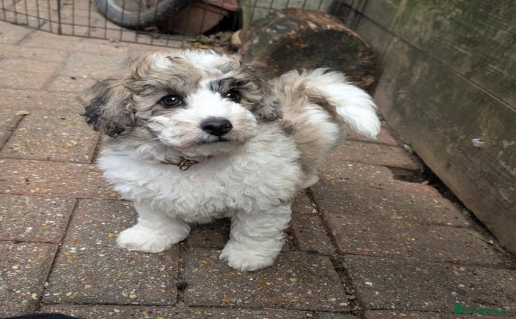 Poochon dogs - Advert 1
