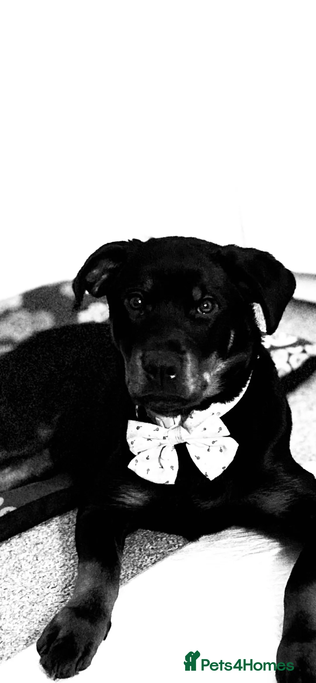 Rottweiler dogs for sale: Beautiful Rottweiler girl  in Birmingham - Advert 6