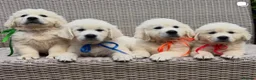 Golden Retriever dogs for stud: GENETICALLY CLEAR 🔥 OUTSTANDING STUD BEAR 🔥 - Advert 15
