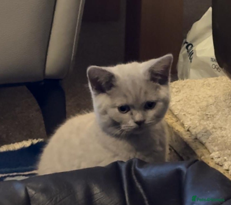 British Shorthair cats GORGEOUS LILAC BRITISH SHORTHAIR KITTEN - Advert 2