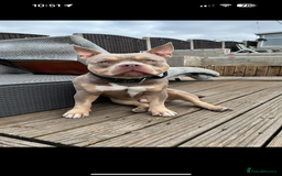American Bully dogs for stud: 🖤BUGZY AMERICAN BULLY STUD🖤 - Image 2
