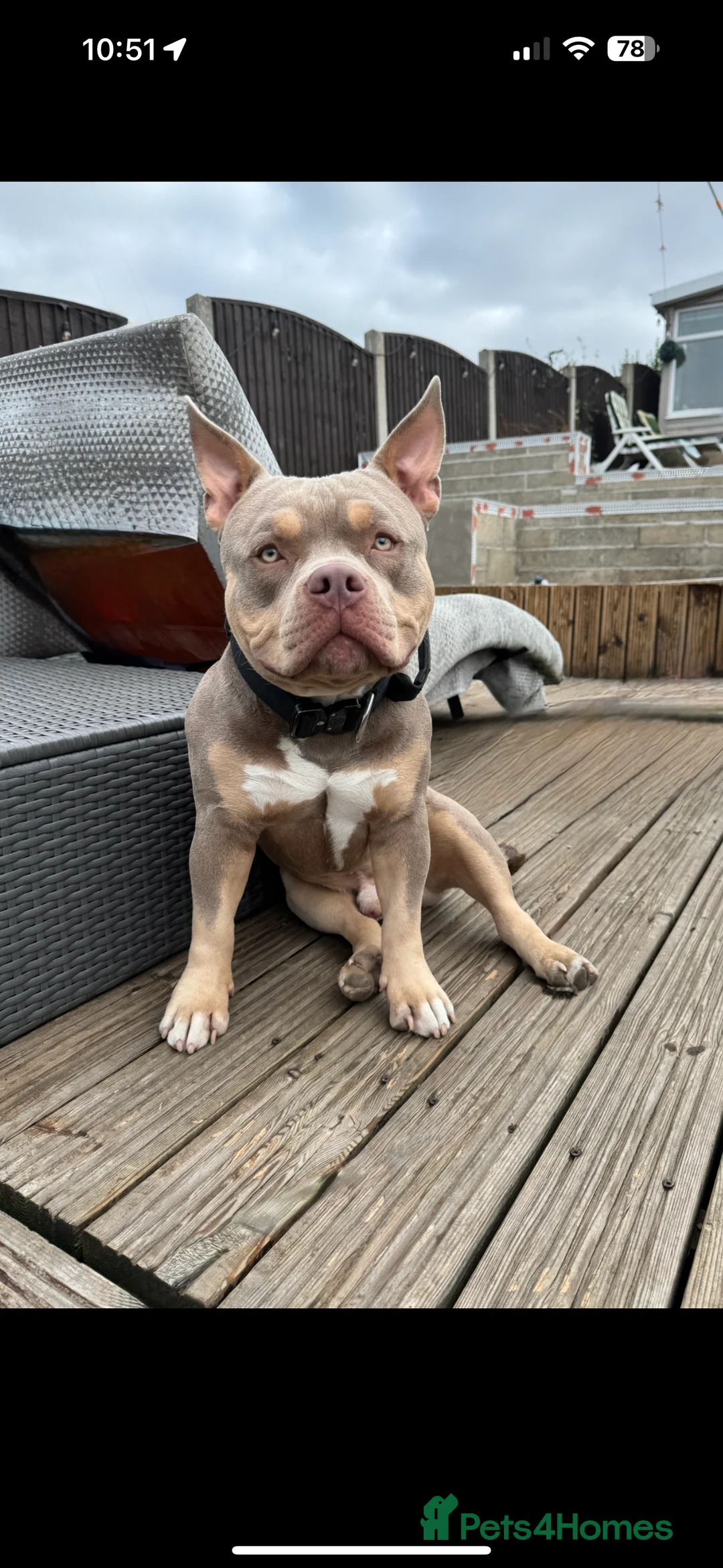 American Bully dogs for stud: 🖤BUGZY AMERICAN BULLY STUD🖤 - Advert 7