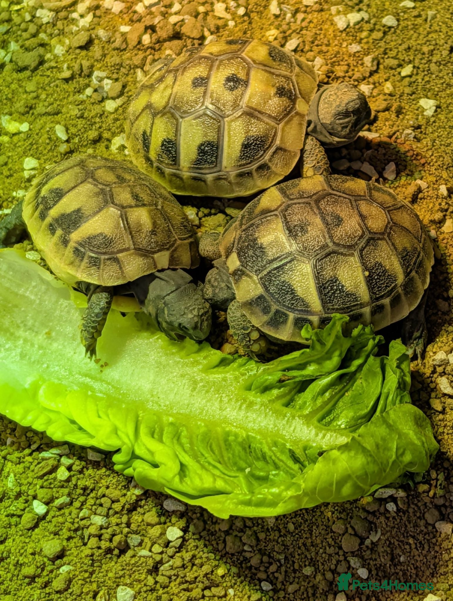 Hermann Tortoise reptiles Baby Hermann's tortoise hatchlings  - Advert 1