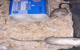Gerbil rodents for sale: Super friendly gerbils from hobby breeder  - Image 4