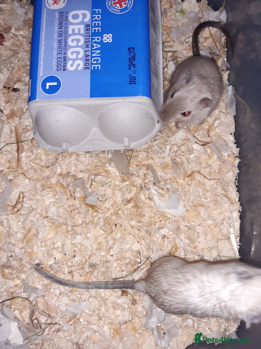 Gerbil rodents for sale: Super friendly gerbils from hobby breeder  - Image 4