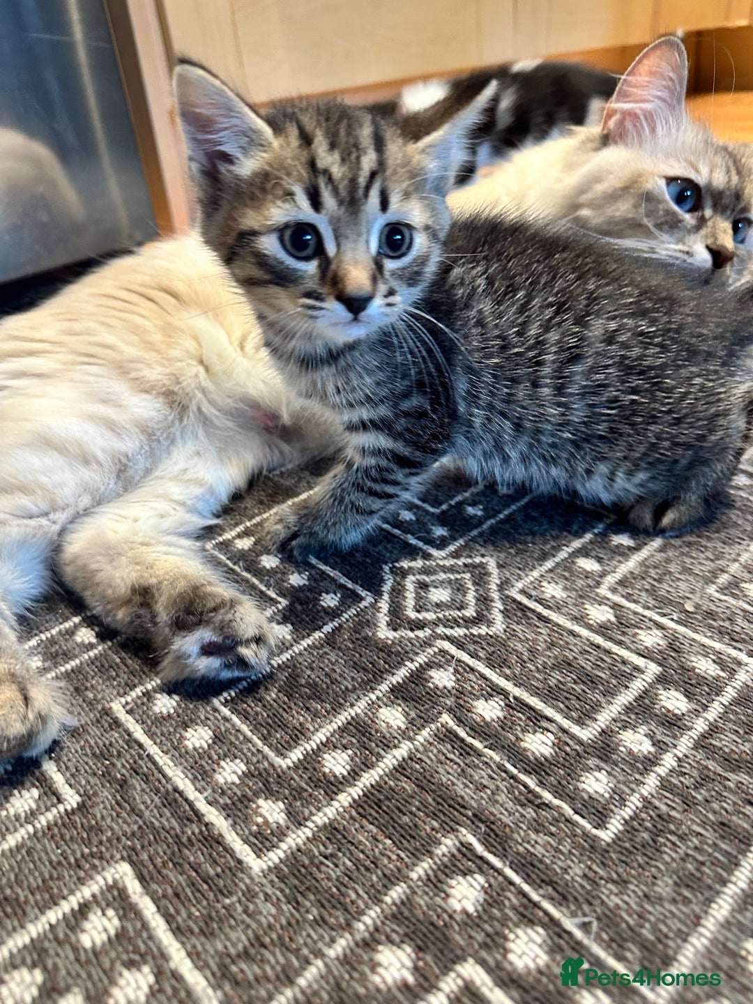 Siberian cats for sale: Kittens for sale  - Image 7