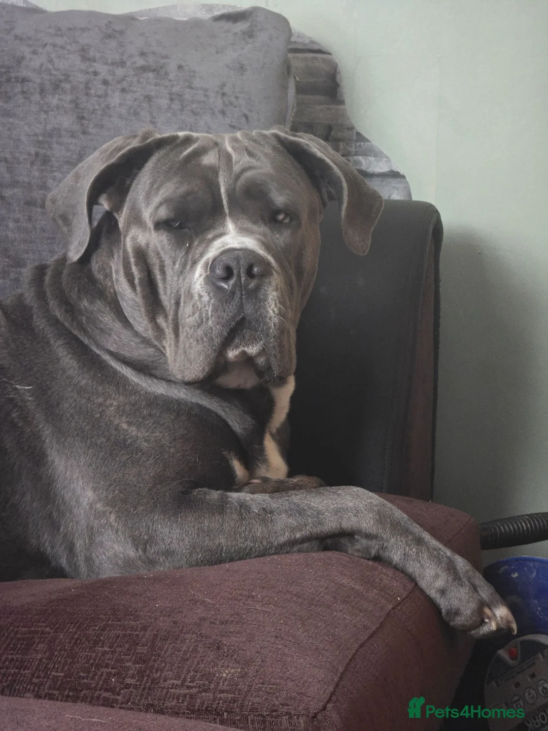 Mixed Breed dogs for sale: Cane corso border collie puppies  in Torpoint - Advert 19