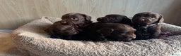 Sprocker dogs for sale: 5 F1 sprocker pups beautiful chocolate and white - Advert 1