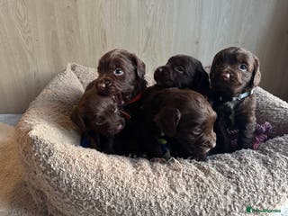 Sprocker dogs 5 F1 sprocker pups beautiful chocolate and white - Advert 3