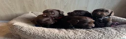 Sprocker dogs for sale: 1 F1 sprocker pups beautiful chocolate and white - Advert 1