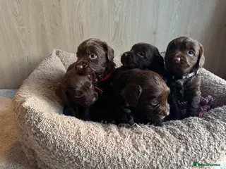 Sprocker dogs 1 F1 sprocker pups beautiful chocolate and white - Advert 5