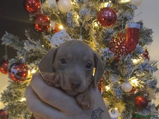 Dachshund dogs Stunning litter of 11 playful Dachshund 😊 - Advert 14