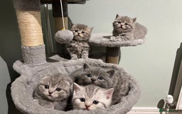 Scottish Fold cats for sale: Scottish fold and Scottish straight kitten - Advert 13
