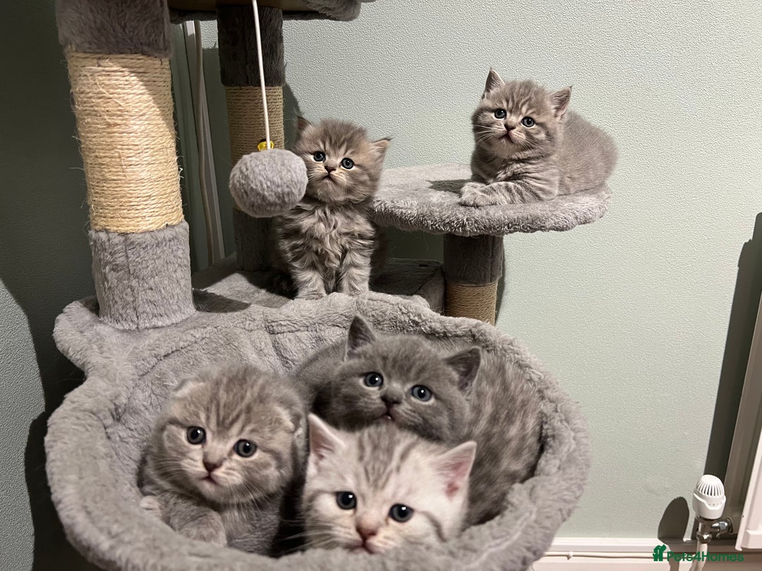 Scottish Fold cats for sale: Scottish fold and Scottish straight kitten - Advert 13