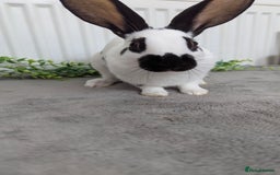 English Spot rabbits for sale: Old English spots ready to go to their new homes  - Image 13