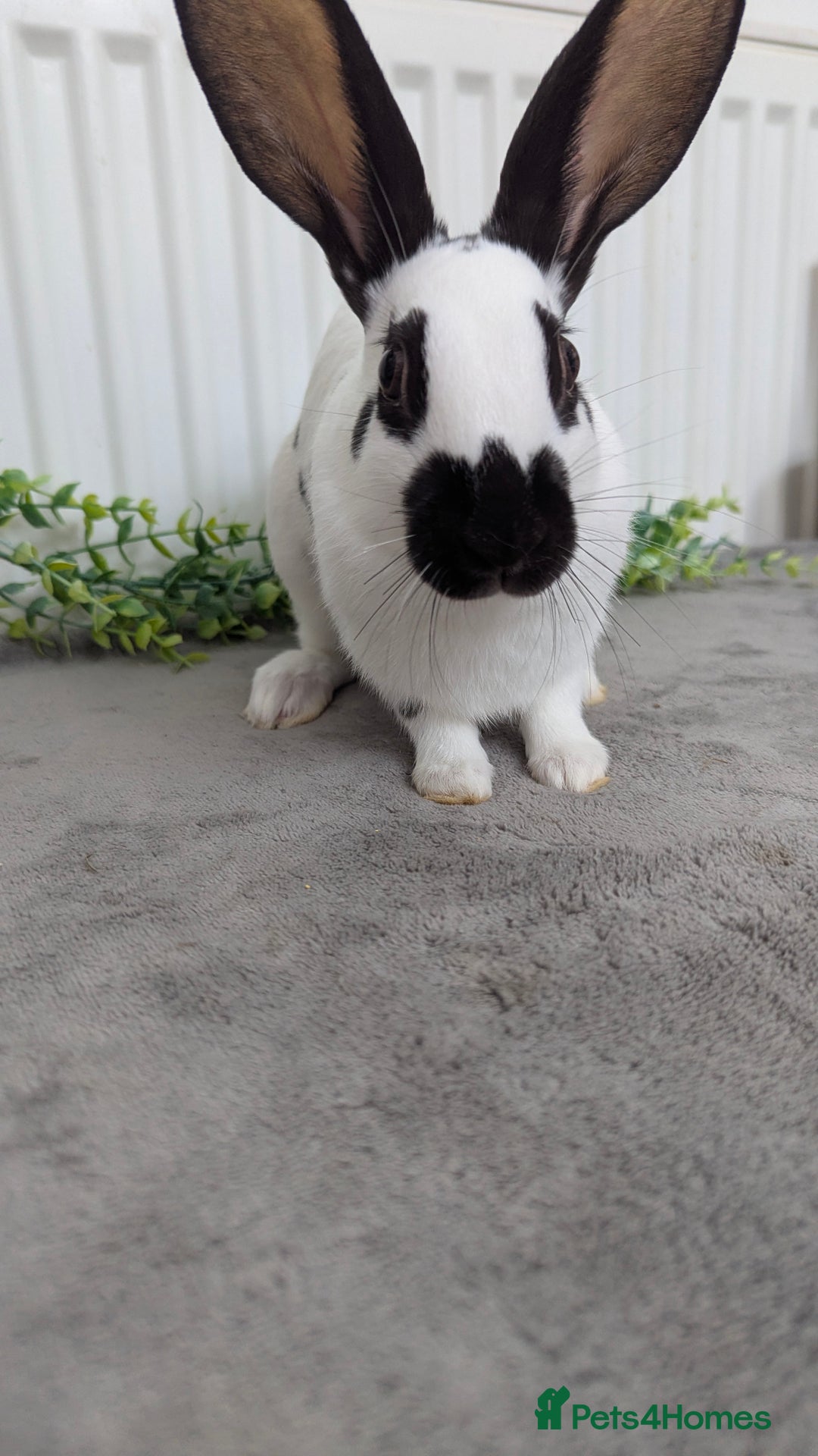 English Spot rabbits for sale: Old English spots ready to go to their new homes  - Image 13