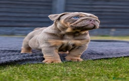 English Bulldog dogs for sale: English Bulldog puppies  - Image 7