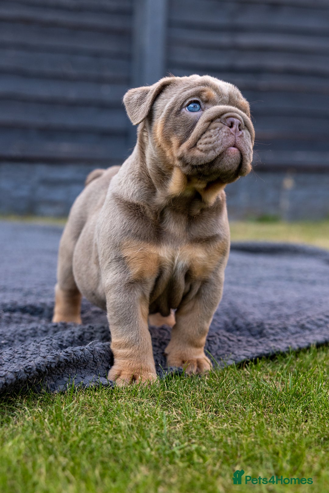 English Bulldog dogs for sale: English Bulldog puppies  - Image 7