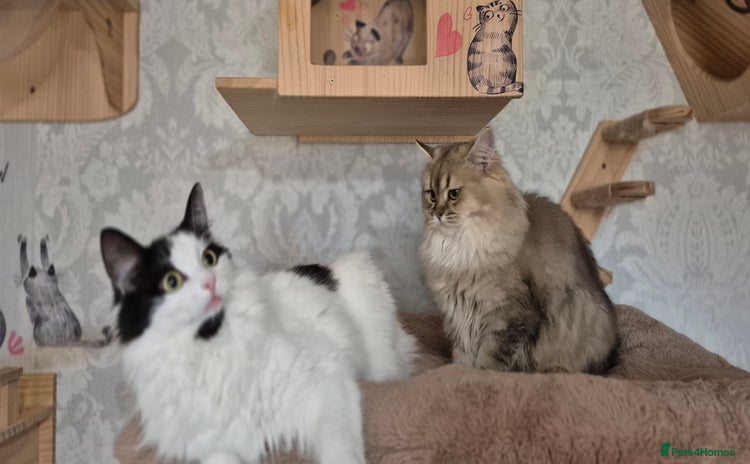 Scottish Fold cats - Advert 1