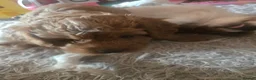Cavapoo dogs for sale: F1 Cavapoo puppies  - Advert 5