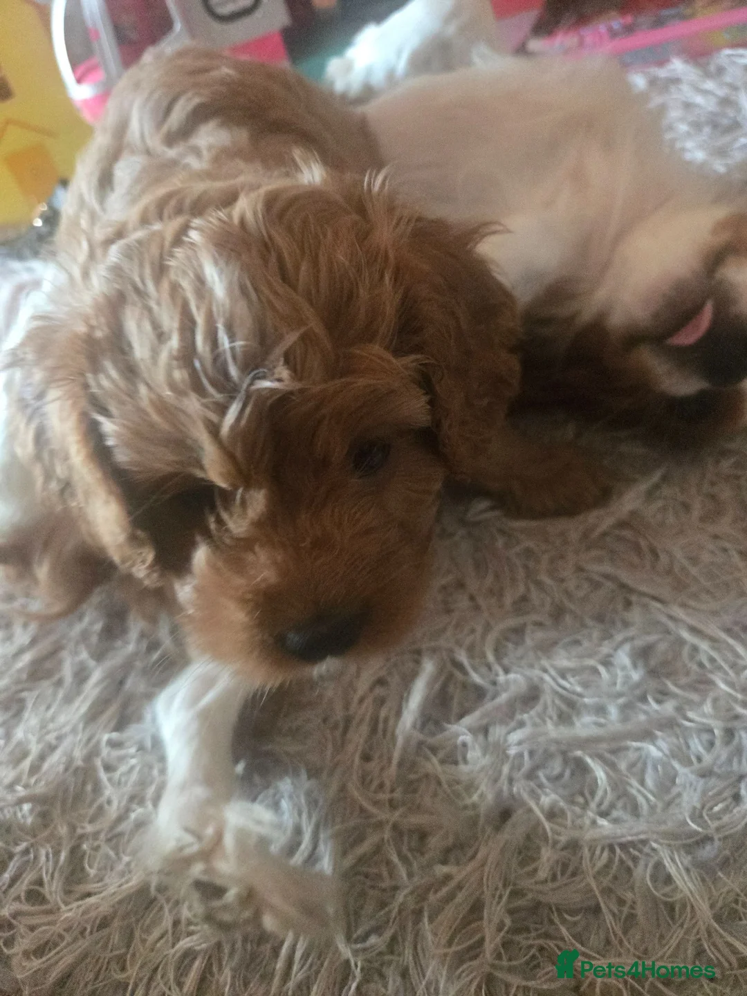 Cavapoo dogs for sale: F1 Cavapoo puppies  - Advert 5