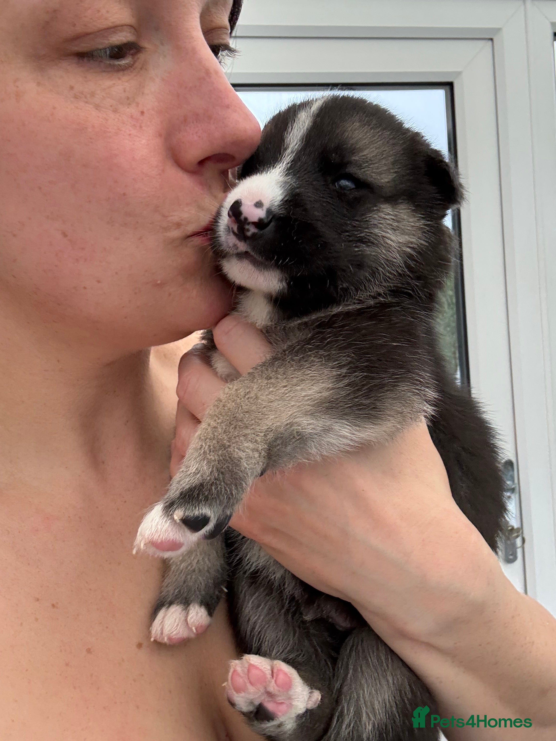 Shepsky dogs STUNNING SHEPSKY PUPPIES! - Advert 5