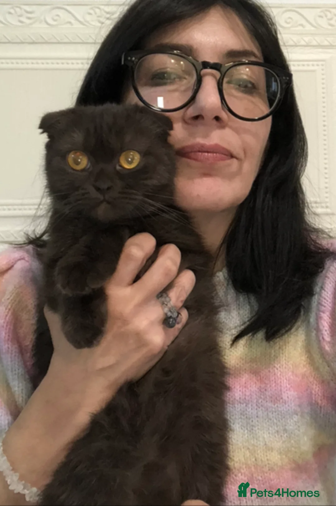 Scottish Fold cats for sale: 🐾 Rare Chocolate Beauty in Edinburgh 🏡 - Advert 7