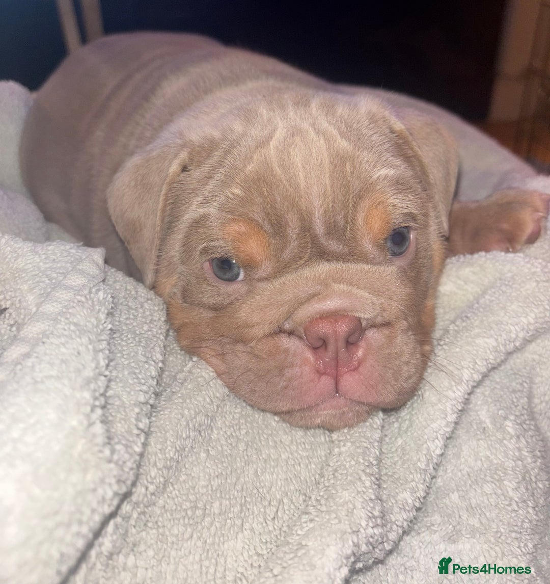 English Bulldog dogs for sale: 2 English bulldog 'lilac' puppies READY 8TH DEC 25 - Advert 25