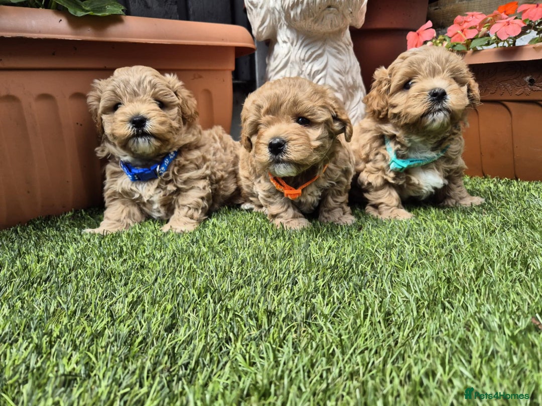 Maltipoo dogs for sale: Small Maltipoo boys ❤️❤️❤️ READY NOW 🫶 - Image 15