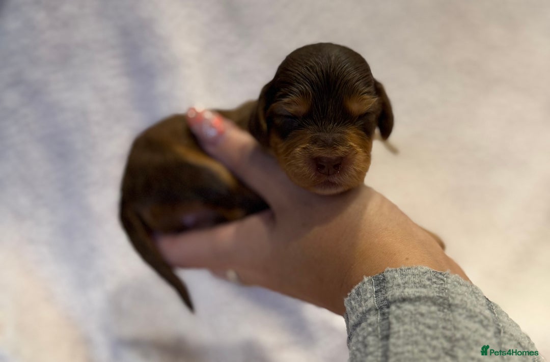 Cockapoo dogs for sale: F1 health clear stunning cockapoos - Image 8