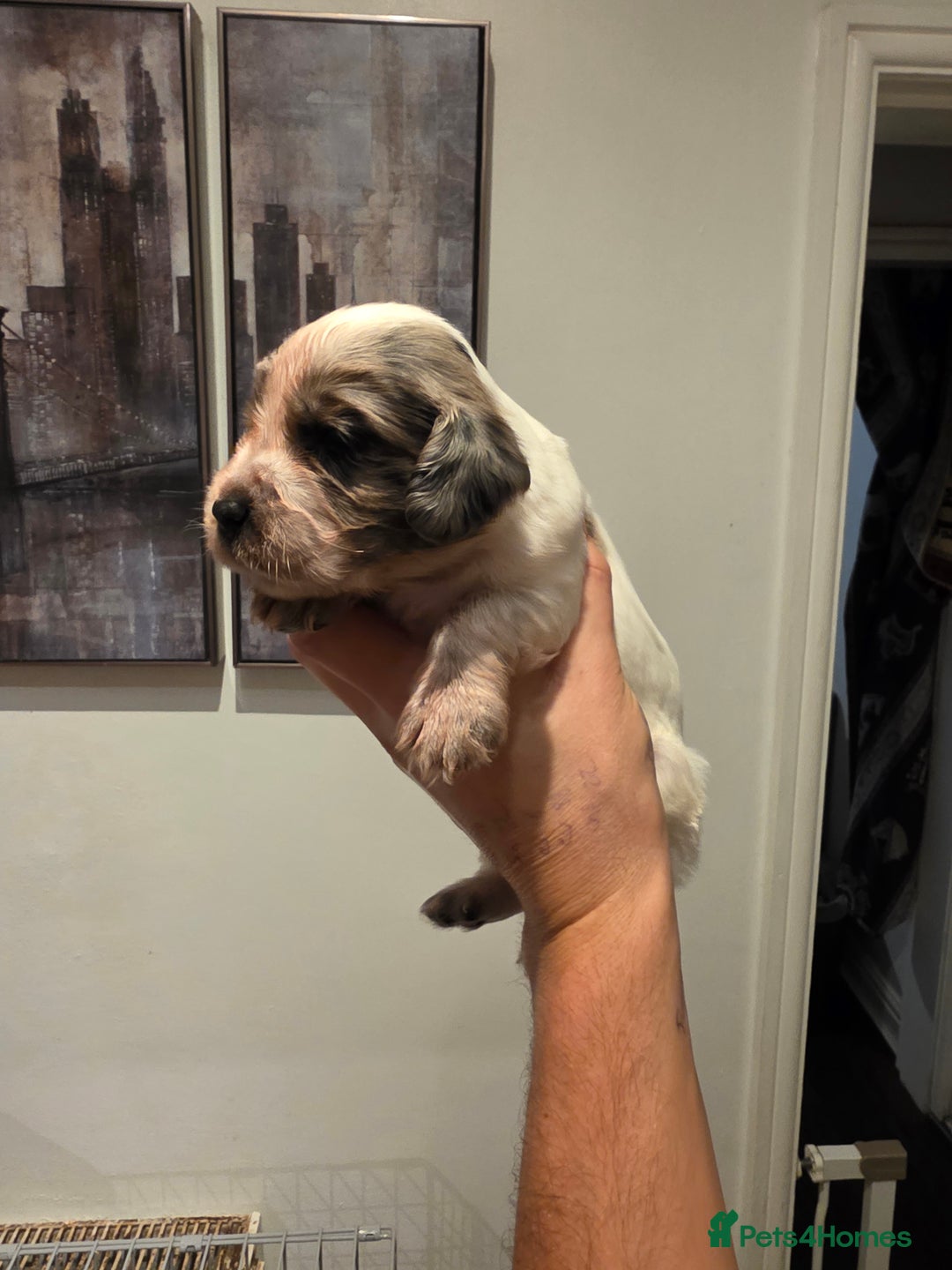 Cocker Spaniel dogs for sale: Kc registered mixed litter - Image 17