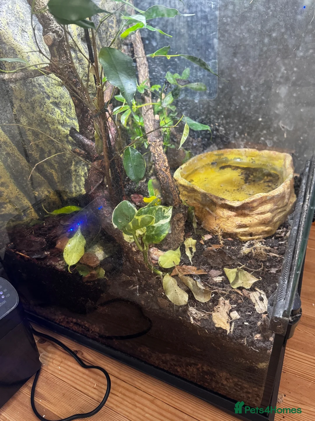 Frog reptiles for sale: 2 Whites Tree Frogs With Full Bioactive Set Up - Advert 9