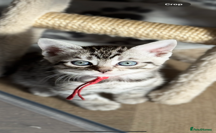 Bengal cats - Advert 1