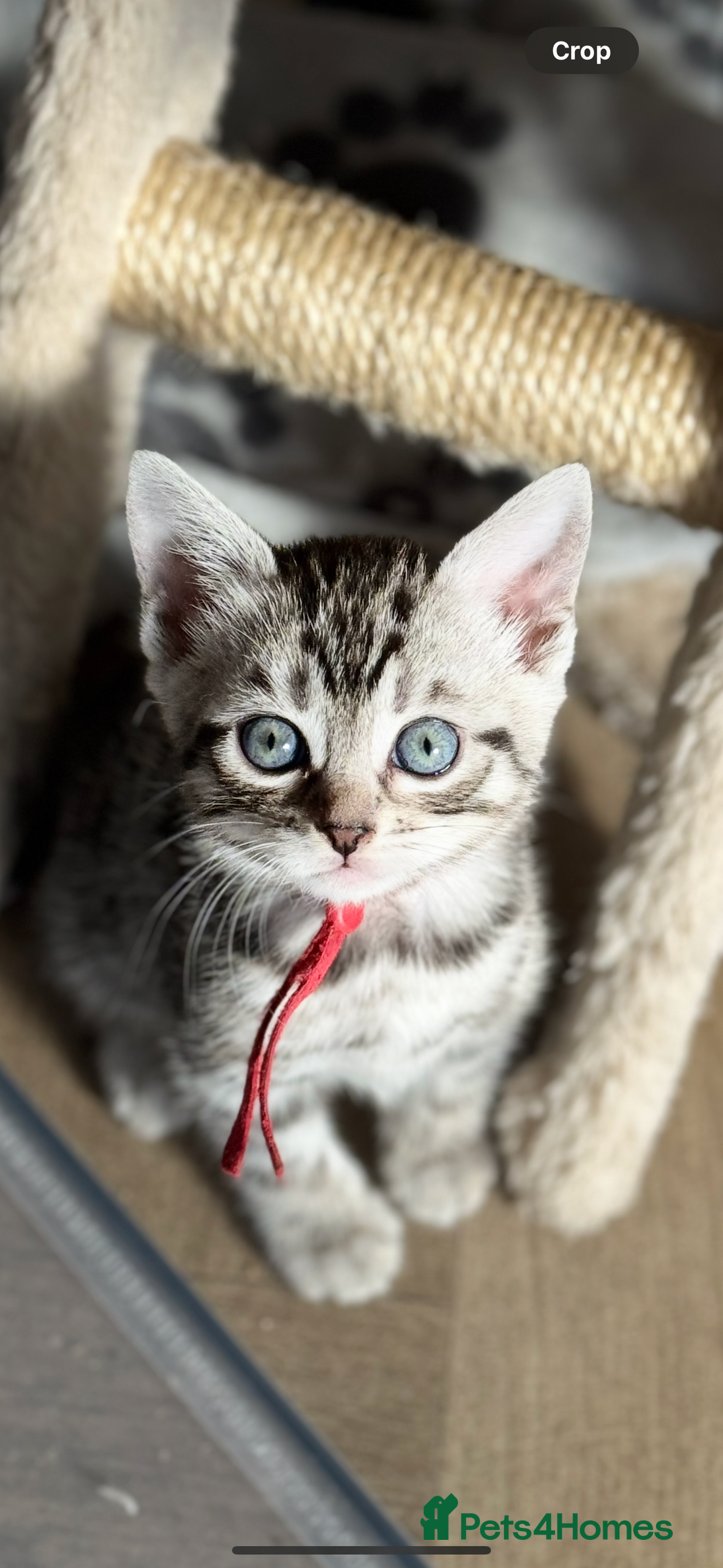 Bengal cats for sale: bengal cross kittens  - Image 1