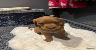 Labrador Retriever dogs - Advert 7