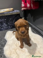 Labrador Retriever dogs - Advert 7