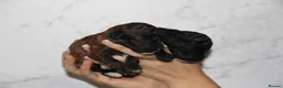 Miniature Poodle dogs for sale: Beautiful miniature poodle puppies  - Advert 13