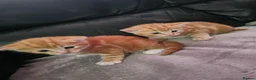 Domestic Shorthair cats for sale: 2 kittens for sale. in Sheffield - Advert 12