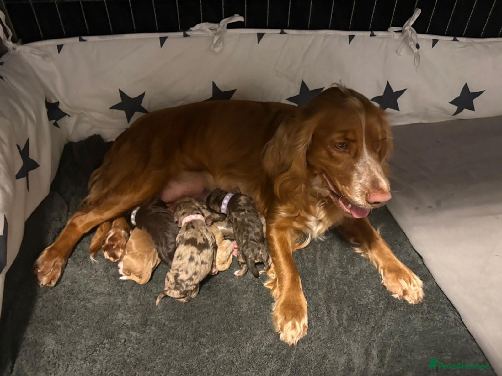 Cockapoo dogs for sale: STUNNING F1 COCKAPOOS  - Advert 1