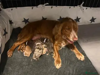 Cockapoo dogs STUNNING F1 COCKAPOOS - Advert 2