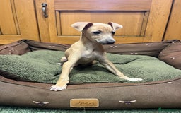 Italian Greyhound dogs for sale: Italian greyhound puppies  - Image 5