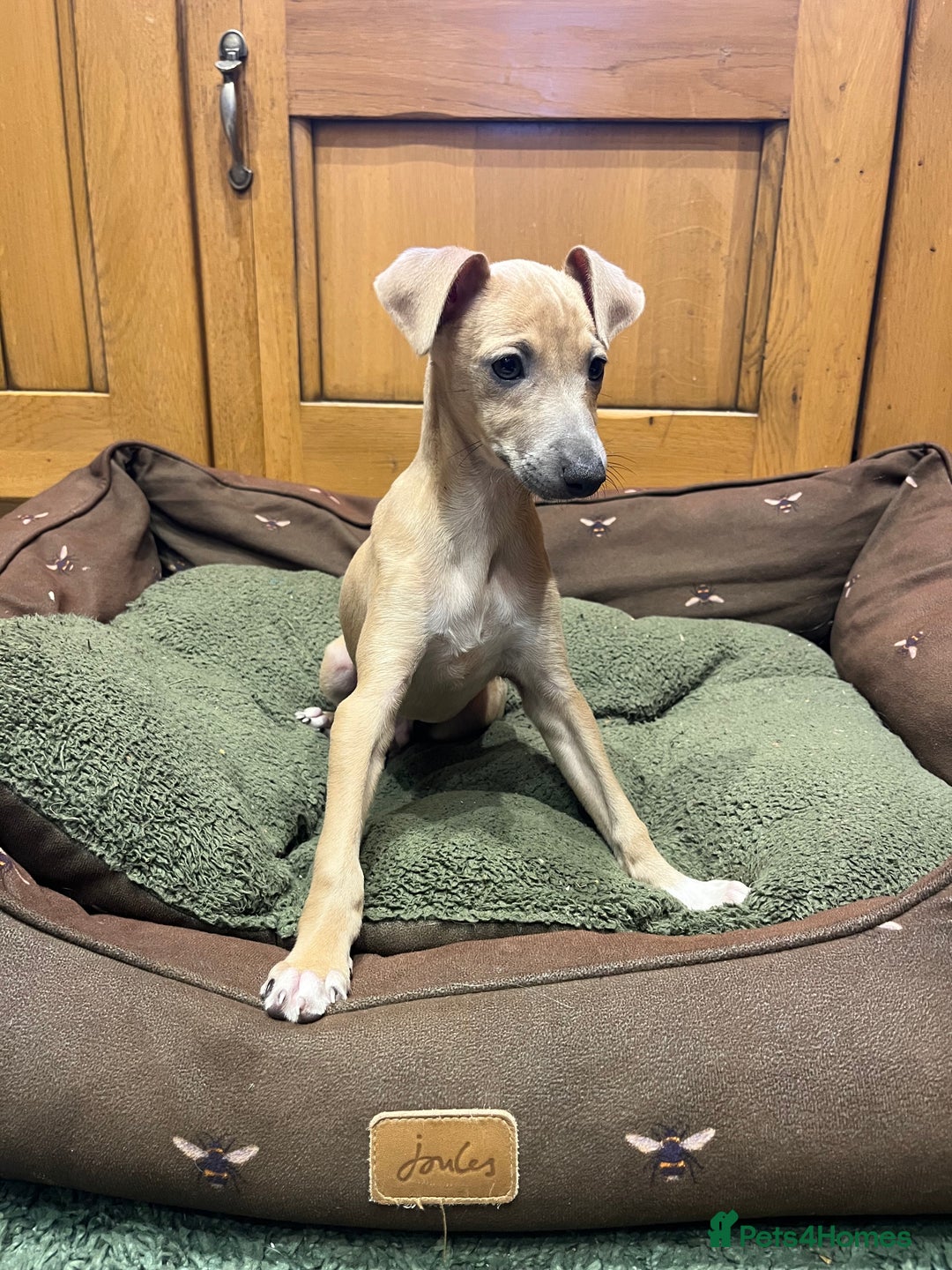 Italian Greyhound dogs for sale: Italian greyhound puppies  - Image 5