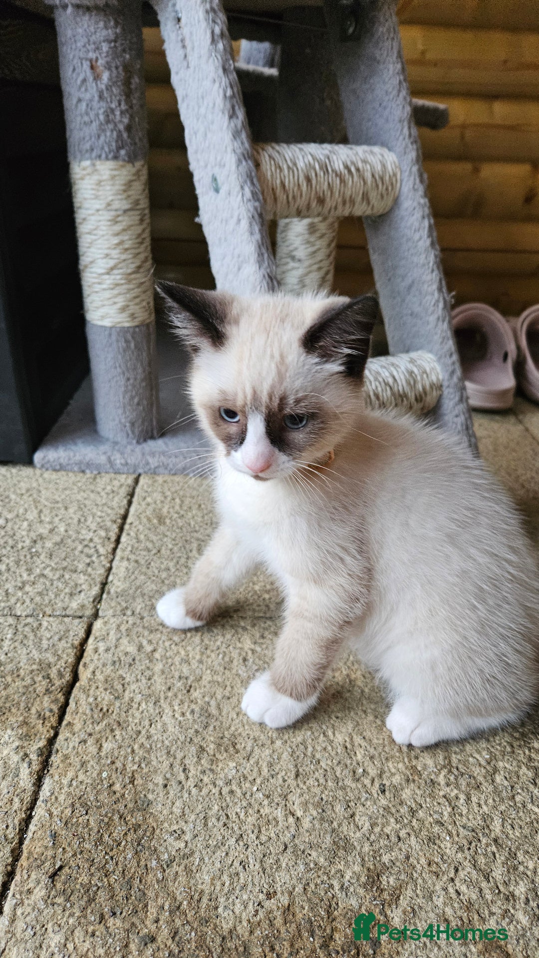 Mixed Breed cats for sale: Mostly white boy cat  - Image 2