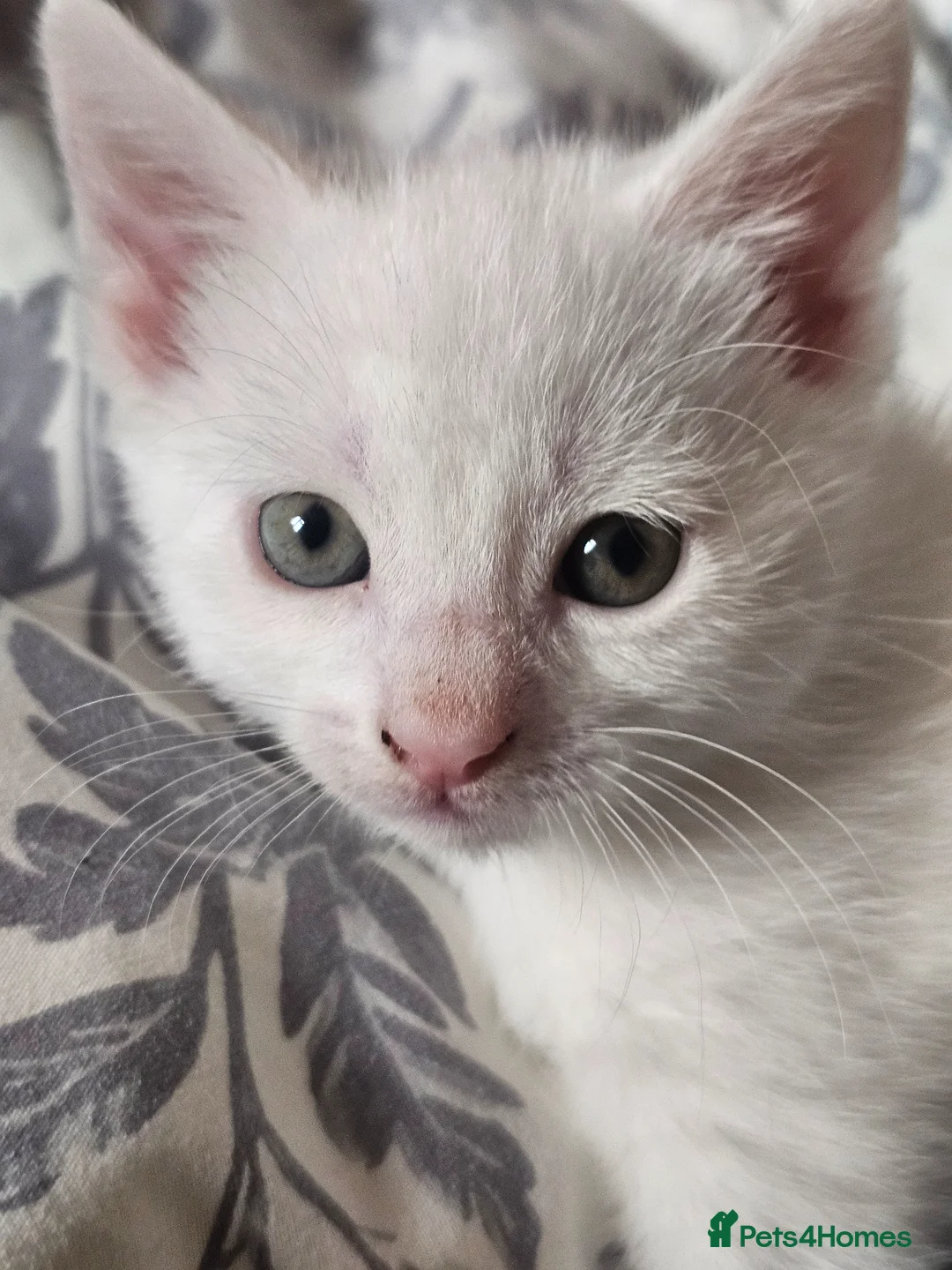 Mixed Breed cats for sale: 2 lovely kittens for sale - ready now! - Advert 2