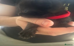 Mixed Breed cats for sale: 9 beautiful kittens  - Image 11