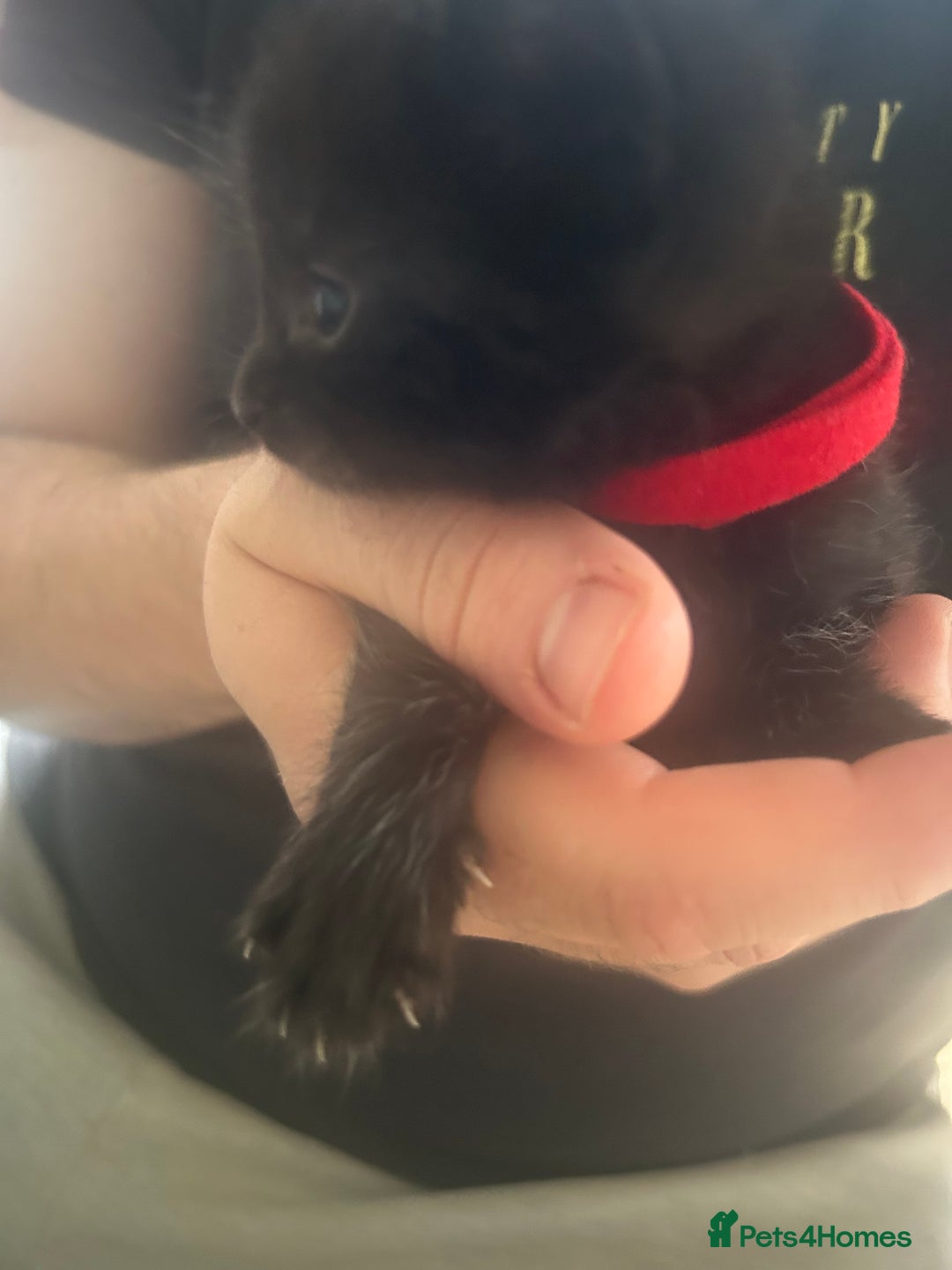 Mixed Breed cats for sale: 9 beautiful kittens  - Image 11