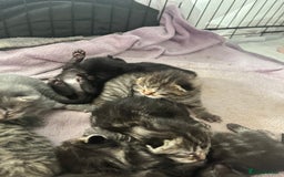 British Shorthair cats for sale: Lovely kittens - Image 8