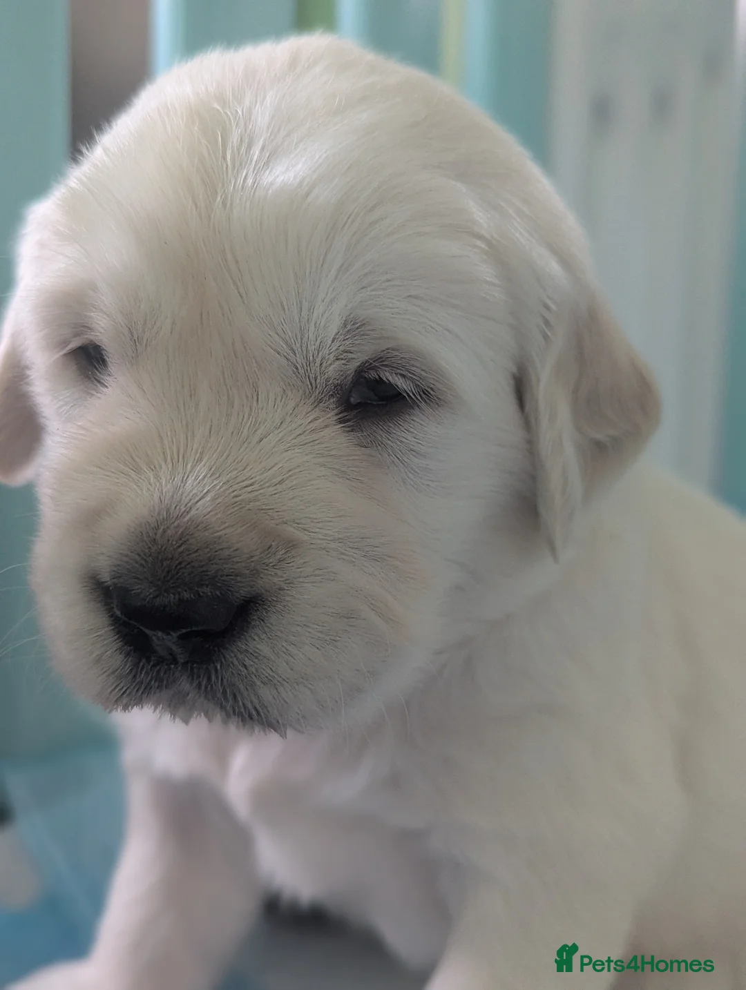 Golden Retriever dogs for sale: 🐾6  Golden Retriever Puppies! 🐾 - Advert 8