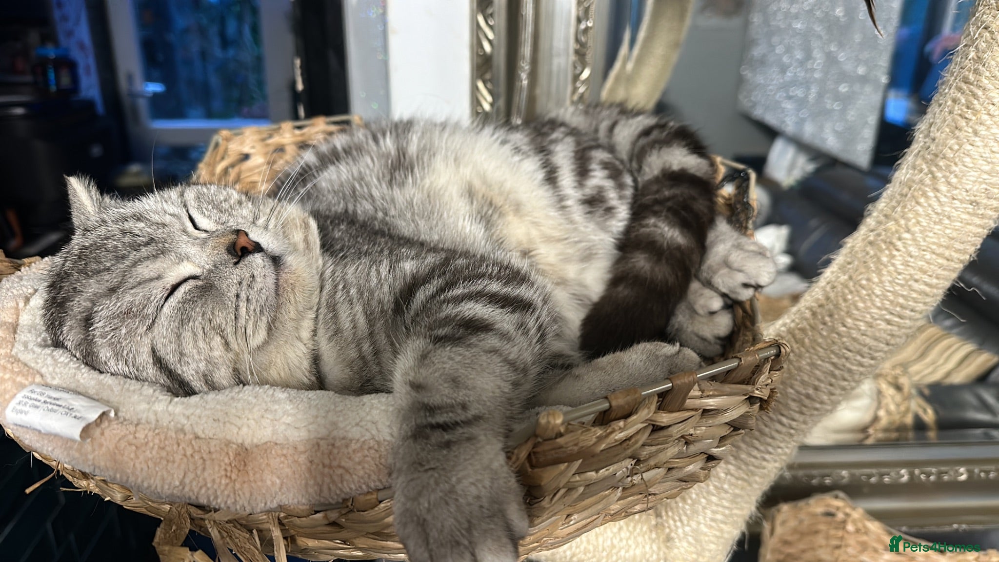British Shorthair cats Gorgeous silver tabby British shorthair male  - Advert 4