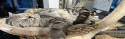 British Shorthair cats for sale: Gorgeous silver tabby British shorthair male  - Advert 1
